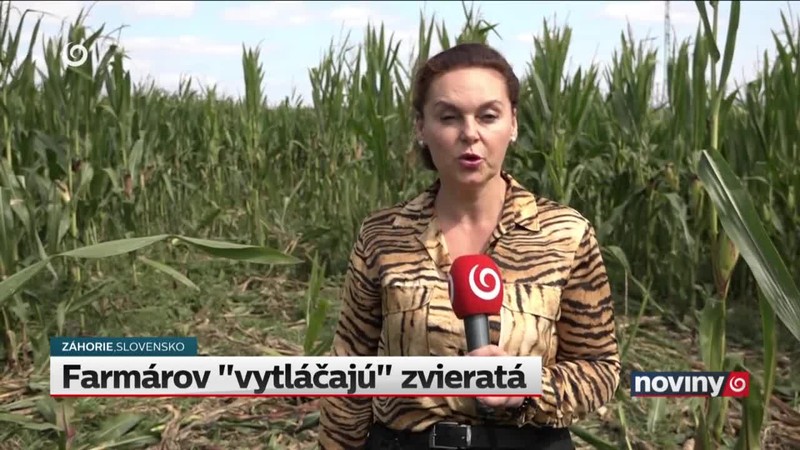 Farmárov "vytláčajú" zvieratá
