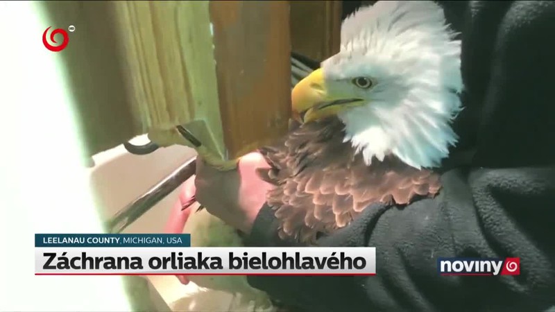 Záchrana orliaka bielohlavého