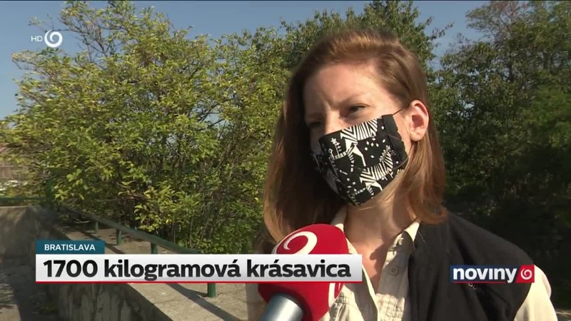 1700 kilogramová krásavica