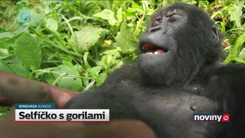 Selfíčko s gorilami