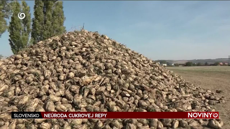 NEÚRODA CUKROVEJ REPY