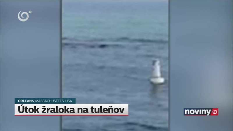 Stretnúť žraloka je vzácnosť