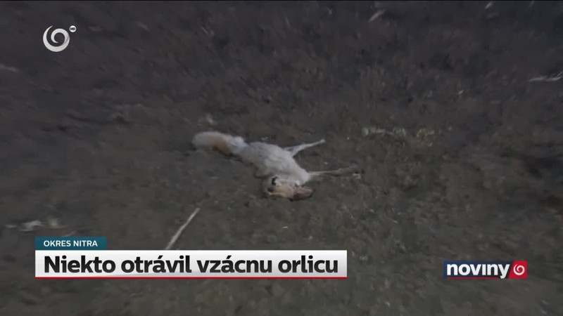 Niekto otrávil vzácnu orlicu
