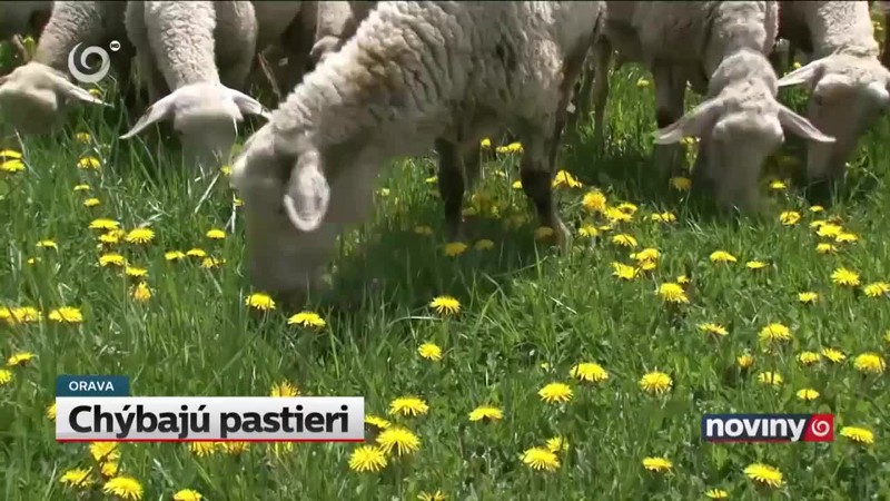 Chýbajú pastieri