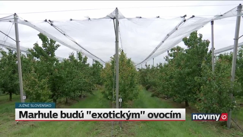 Marhule budú "exotickým" ovocím