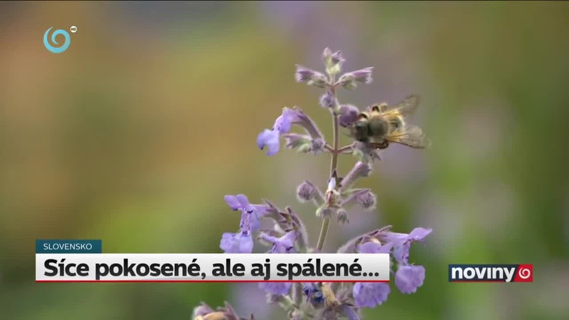 Síce pokosené, ale aj spálené...
