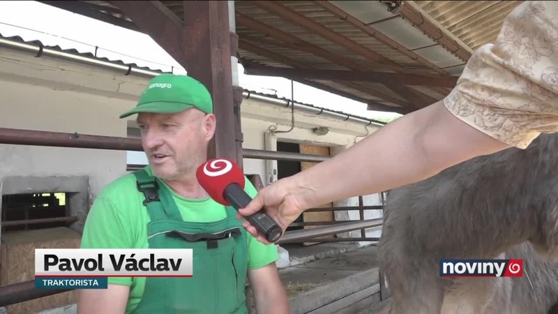Mlieko od samíc somárov