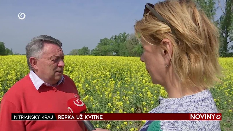 REPKA UŽ KVITNE