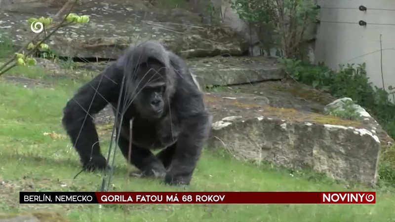 GORILA FATOU MÁ 68 ROKOV