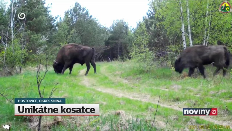 Unikátne kosatce