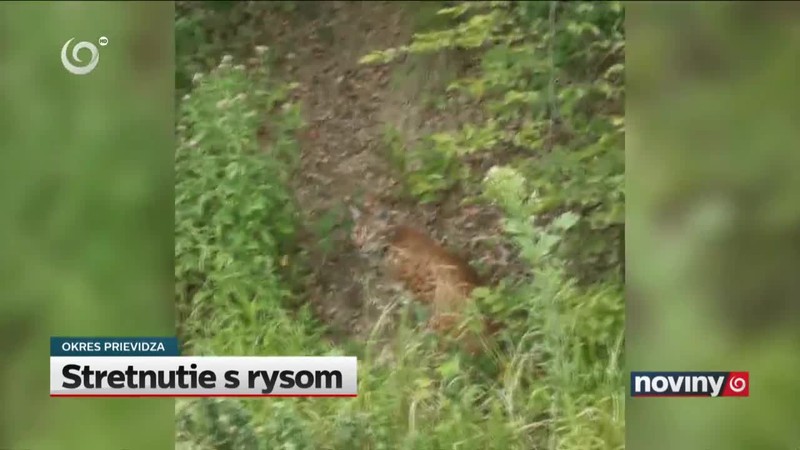 Stretnutie s rysom
