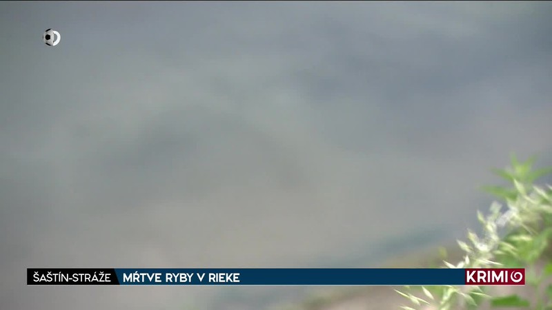 MŔTVE RYBY V RIEKE