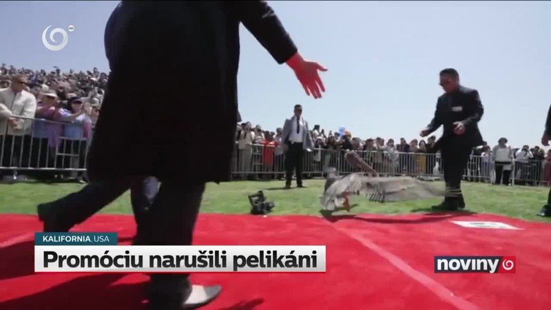 Promóciu narušili pelikáni