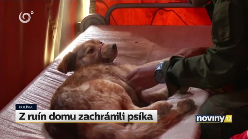 Z ruín domu zachránili psíka