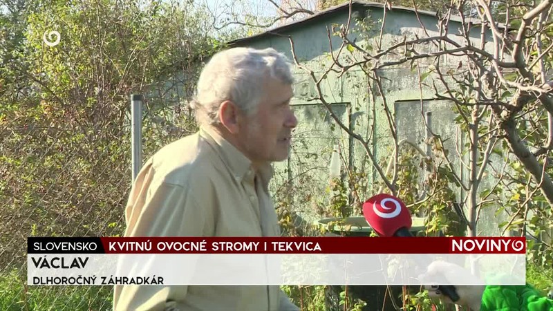 KVITNÚ OVOCNÉ STROMY I TEKVICA
