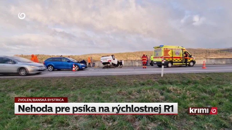 Nehoda pre psíka na rýchlostnej R1