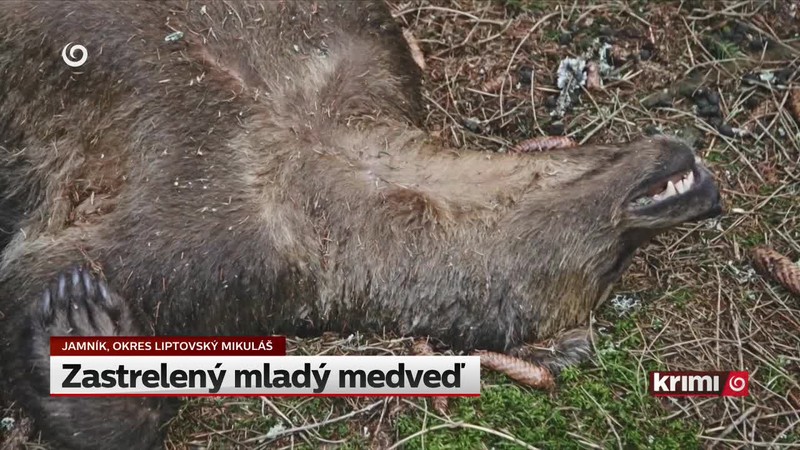 Zastrelený mladý medveď