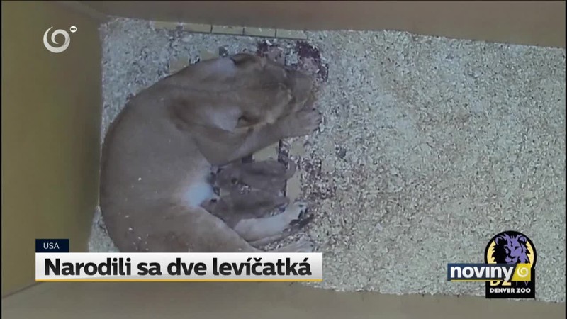 Narodili sa dve levíčatká