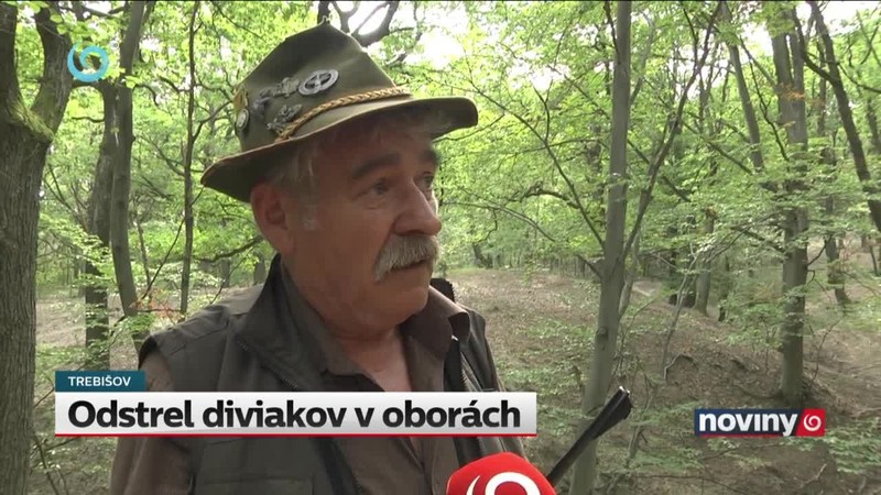 Odstrel diviakov v oborách