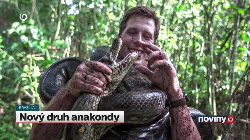 Nový druh anakondy