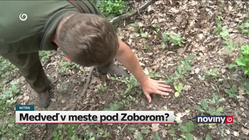 Medveď v meste pod Zoborom?