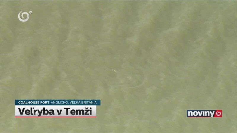Veľryba v Temži