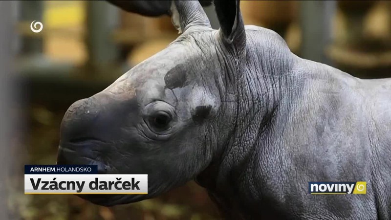 Vzácny darček