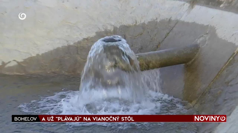 A UŽ "PLÁVAJÚ" NA VIANOČNÝ STÔL