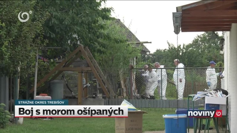 Boj s morom ošípaných