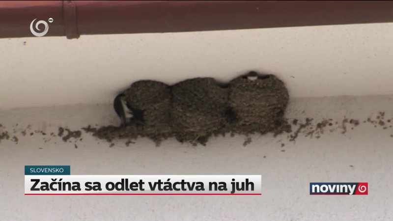 Začína sa odlet vtáctva na juh