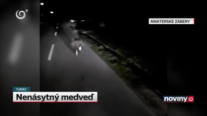 Nenásytný medveď