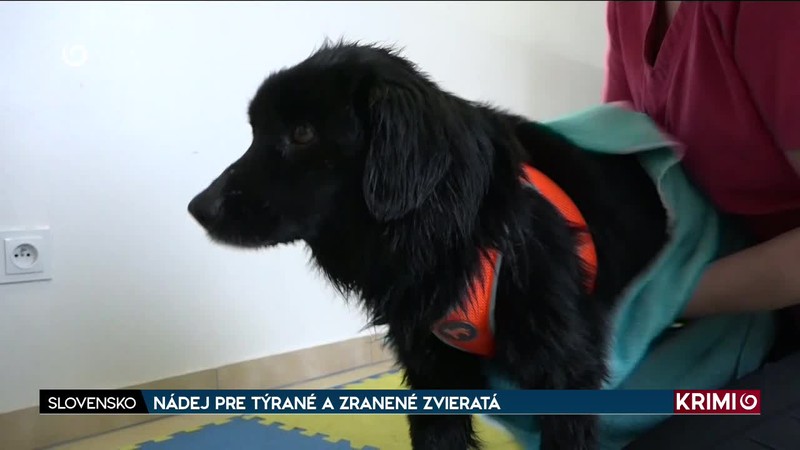 NÁDEJ PRE TÝRANÉ A ZRANENÉ ZVIERATÁ