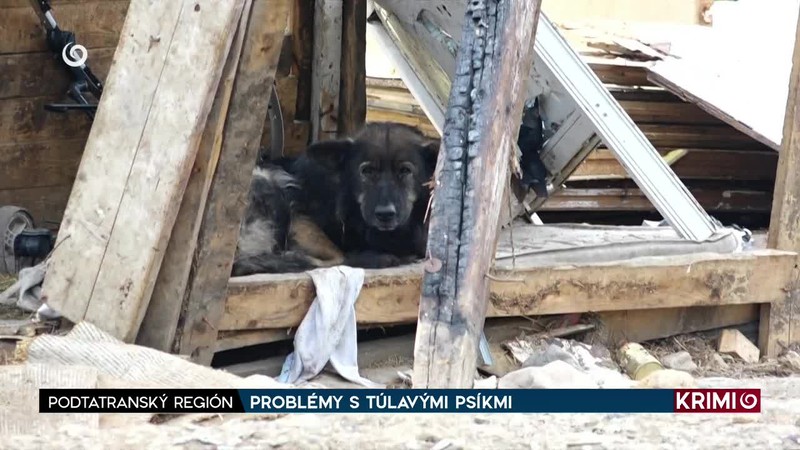 PROBLÉMY S TÚLAVÝMI PSÍKMI