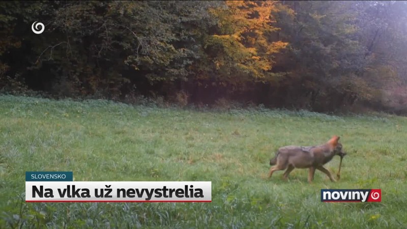 Na vlka už nevystrelia