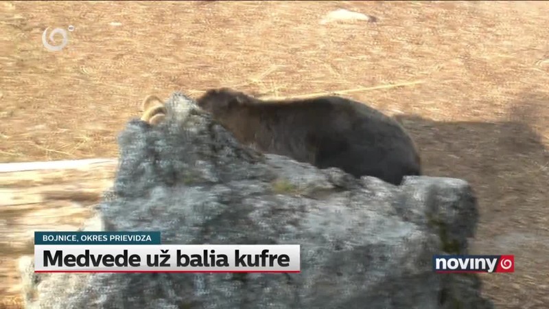 Medvede už balia kufre