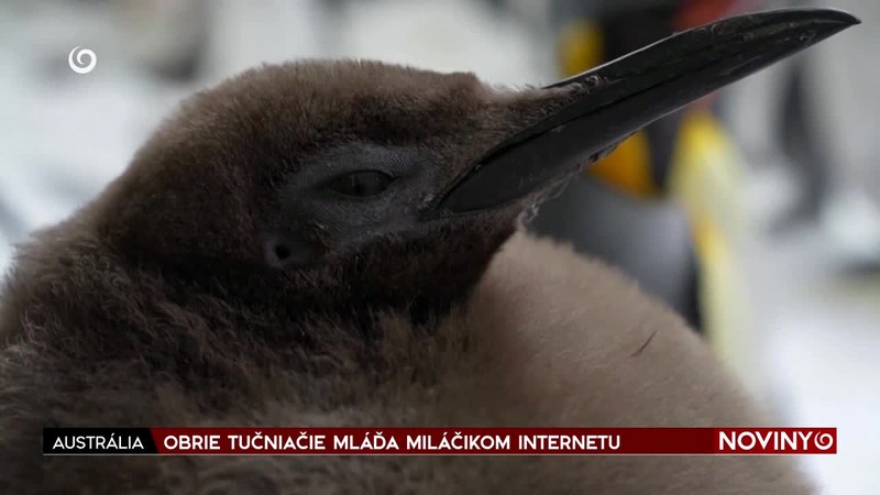 OBRIE TUČNIAČIE MLÁĎA MILÁČIKOM INTERNETU