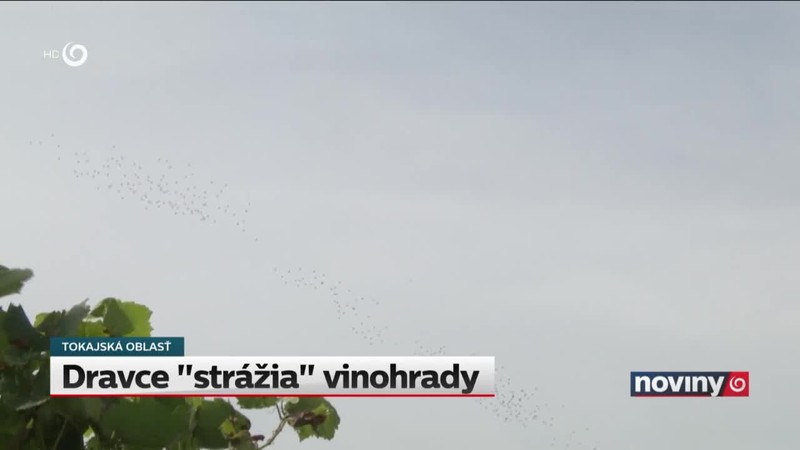 Dravce "strážia" vinohrady