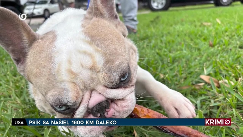 PSÍK SA NAŠIEL 1600 KM ĎALEKO