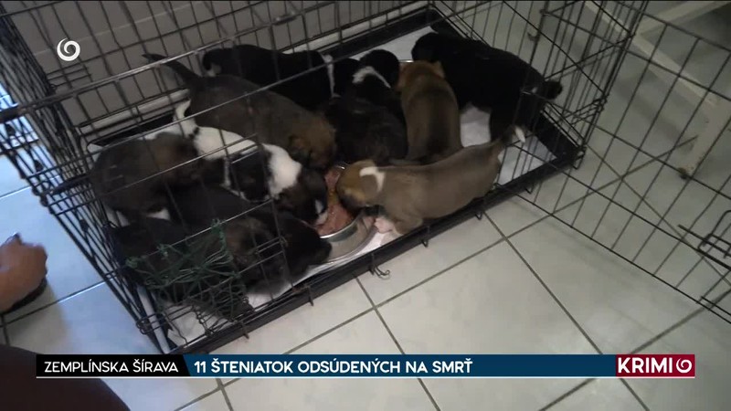 11 ŠTENIATOK ODSÚDENÝCH NA SMRŤ