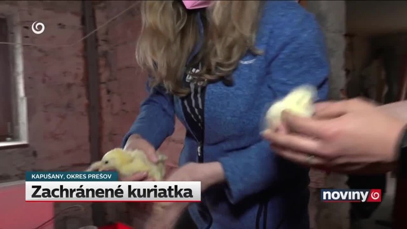 Zachránené kuriatka