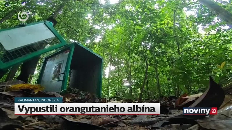 Vypustili orangutanieho albína