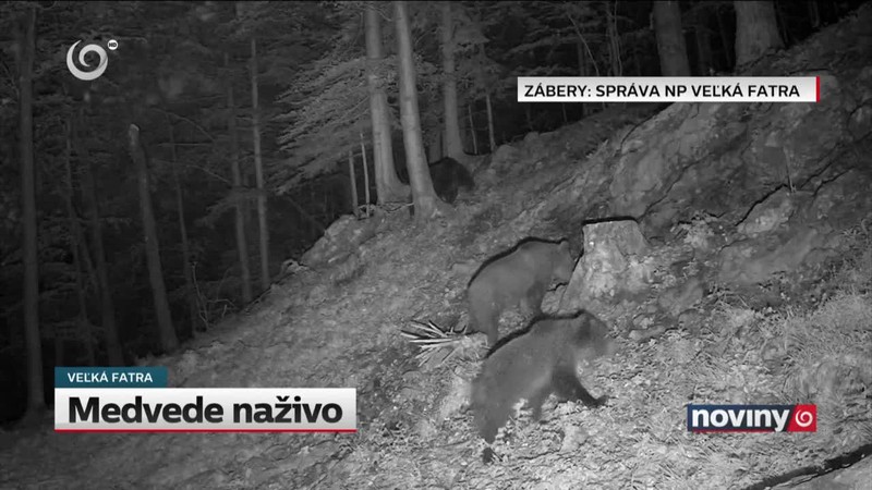Medvede naživo