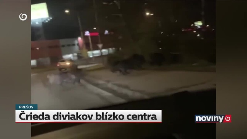 Črieda diviakov blízko centra