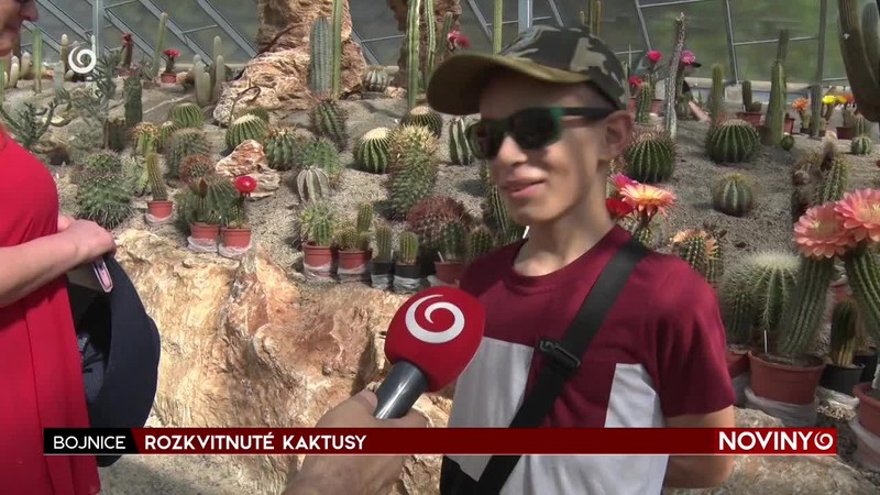 ROZKVITNUTÉ KAKTUSY
