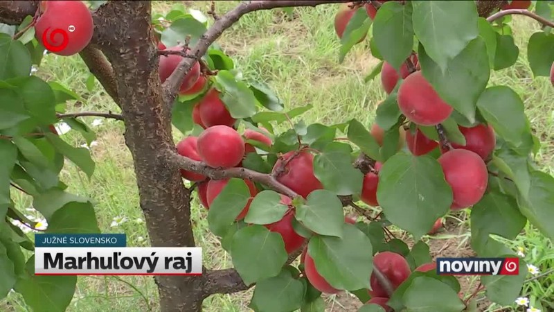 Marhuľový raj