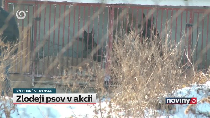 Zlodeji psov v akcii