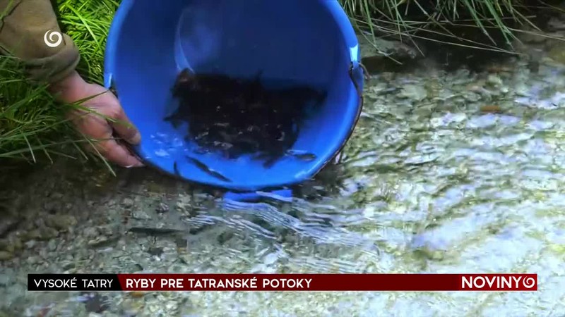 RYBY PRE TATRANSKÉ POTOKY