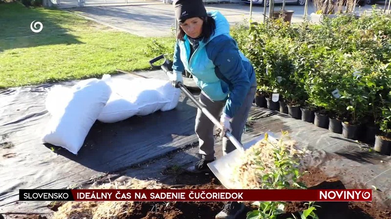 IDEÁLNY ČAS NA SADENIE ČUČORIEDOK