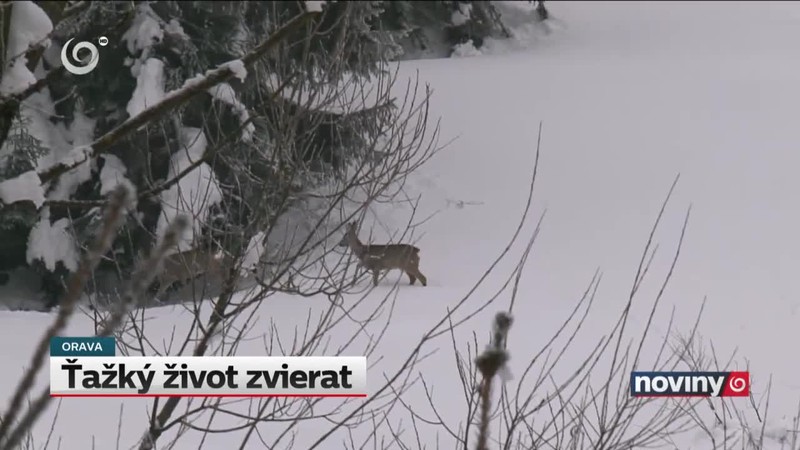 Ťažký život zvierat