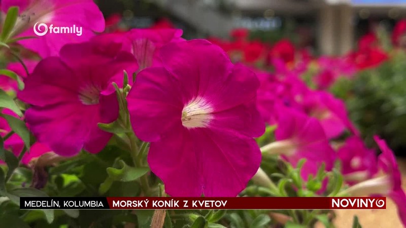 MORSKÝ KONÍK Z KVETOV